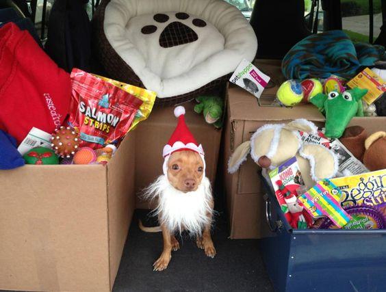 pets being readied for moving